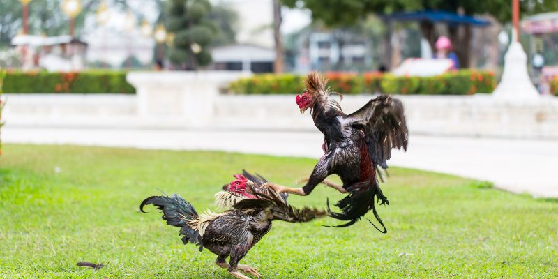 Đá gà DA88 có các bí quyết dưỡng kê hay